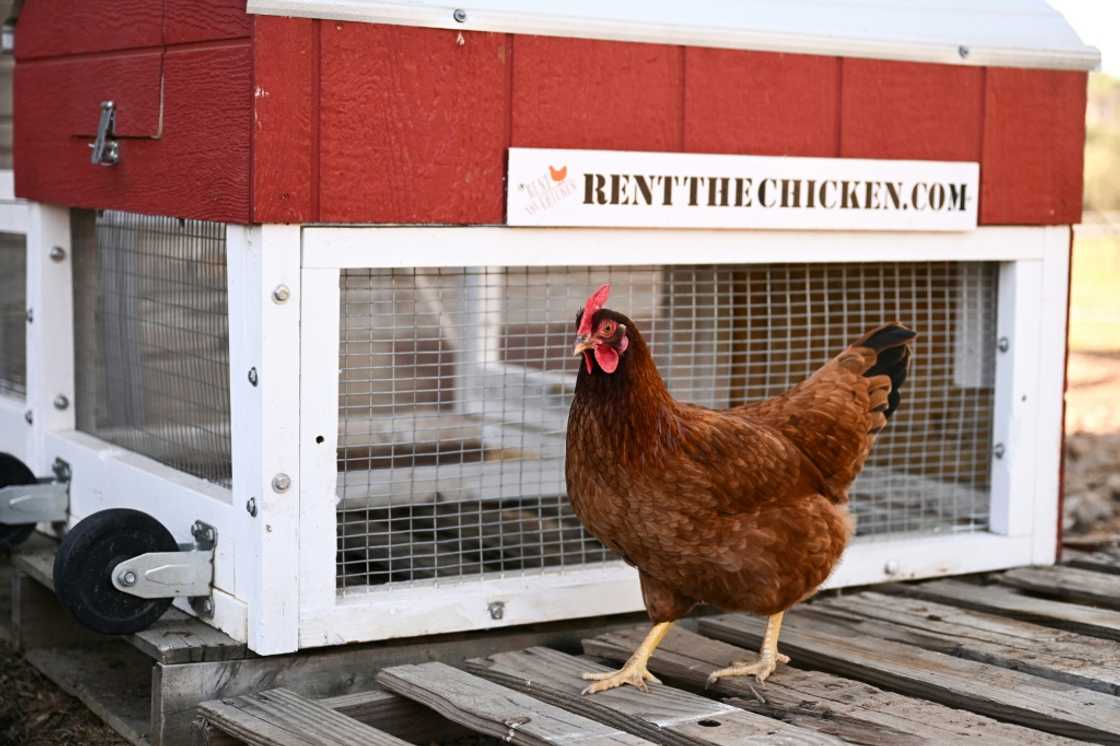 Agricultural service "Rent the Chicken" offers different options that range from around $500 to over $1,000 for six months, depending on location and number of birds desired Agricultural service "Rent the Chicken" offers different options that range from around $500 to over $1,000 for six months, depending on location and number of birds desired