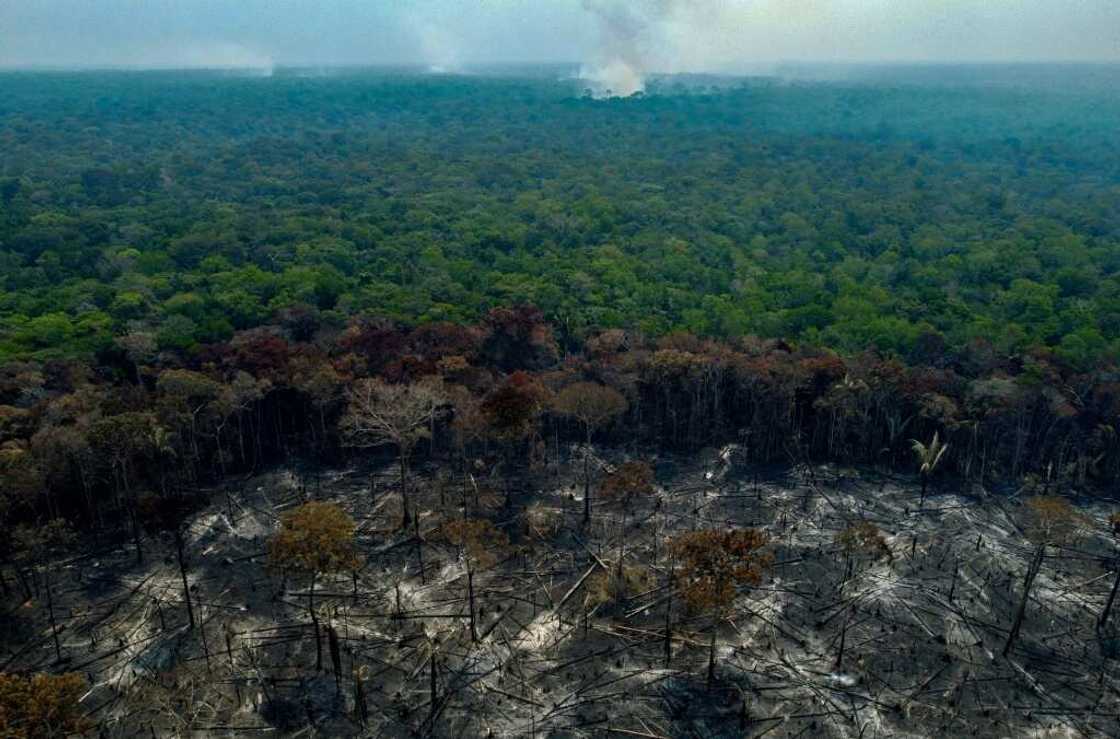 Burnt trees are seen after illegal fires were lit by farmers in Manaquiri, Amazonas state in September 2023