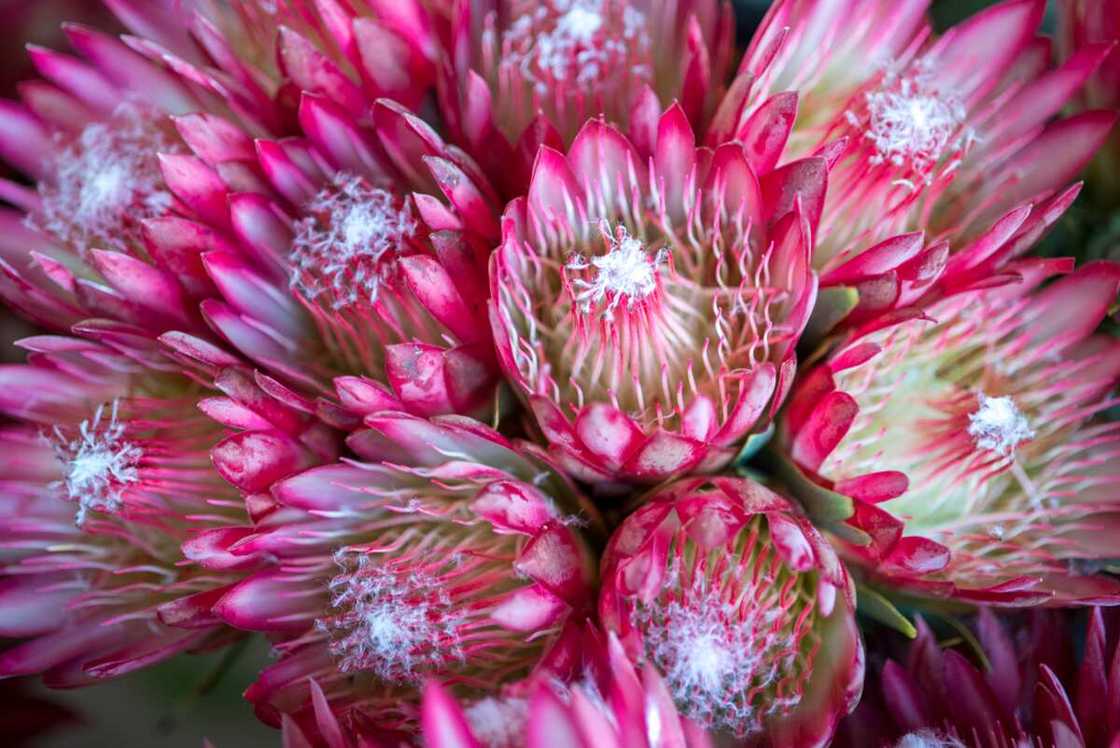 Blooming pink protea flowers