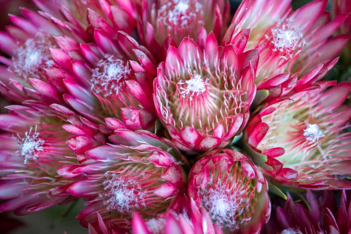 Blooming pink protea flowers Blooming pink protea flowers