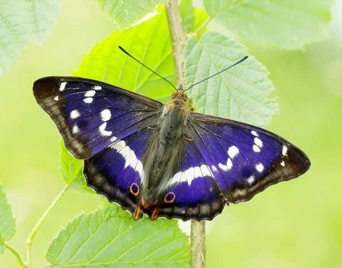 Great purple emperor on a flower