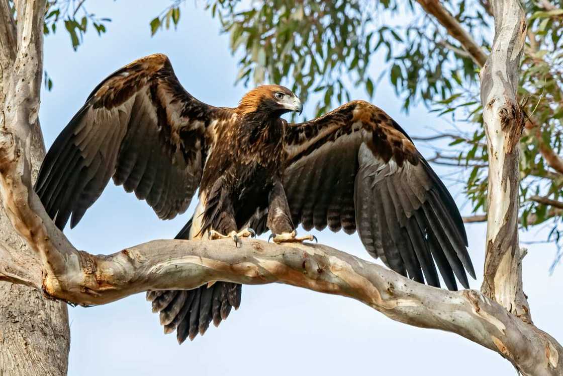 Wedge-tailed eagle on a tree top