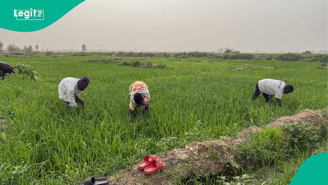 MAnoma shinkafa a Najeriya sun tafka asarar Naira biliyan 93