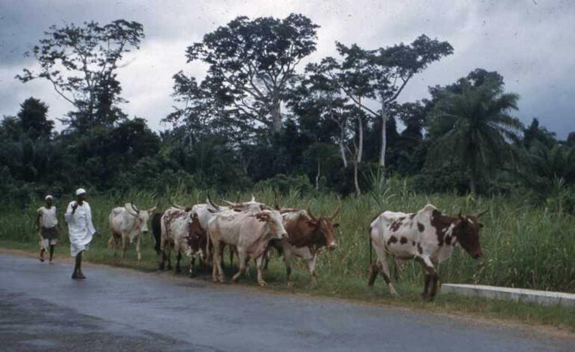 9 farmers killed by suspected herdsmen in Benue