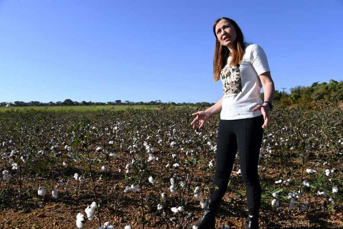 Cristina Schetino, a researcher from the University of Brasilia, speaks about biological pest control in cotton farming during an interview with AFP on August 4, 2022 Cristina Schetino, a researcher from the University of Brasilia, speaks about biological pest control in cotton farming during an interview with AFP on August 4, 2022