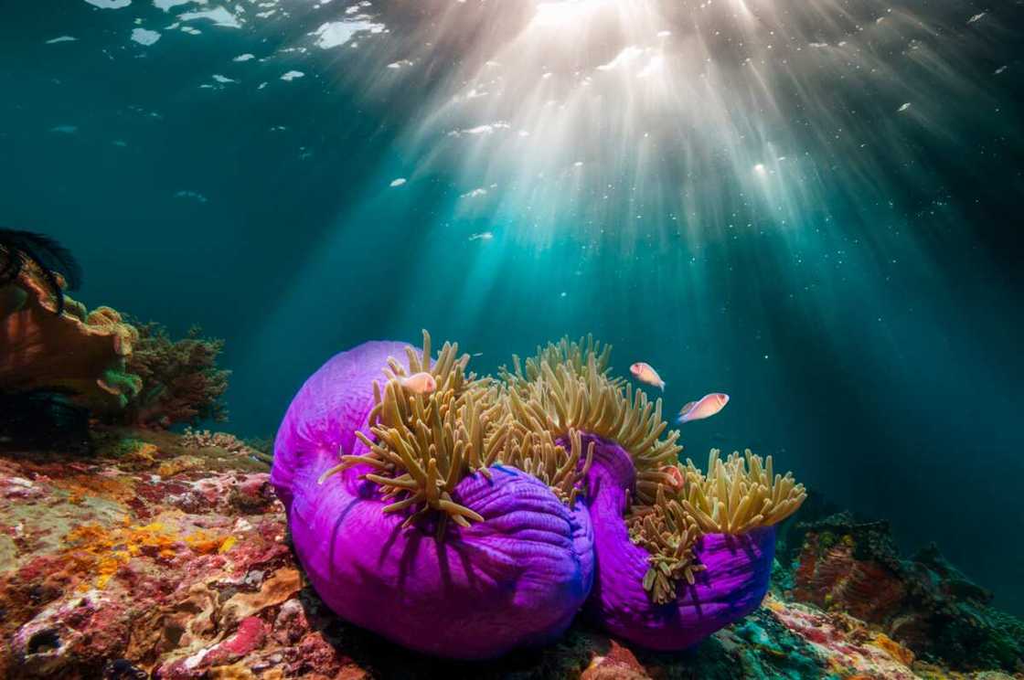 Heteractis magnifica in the deep waters Heteractis magnifica in the deep waters