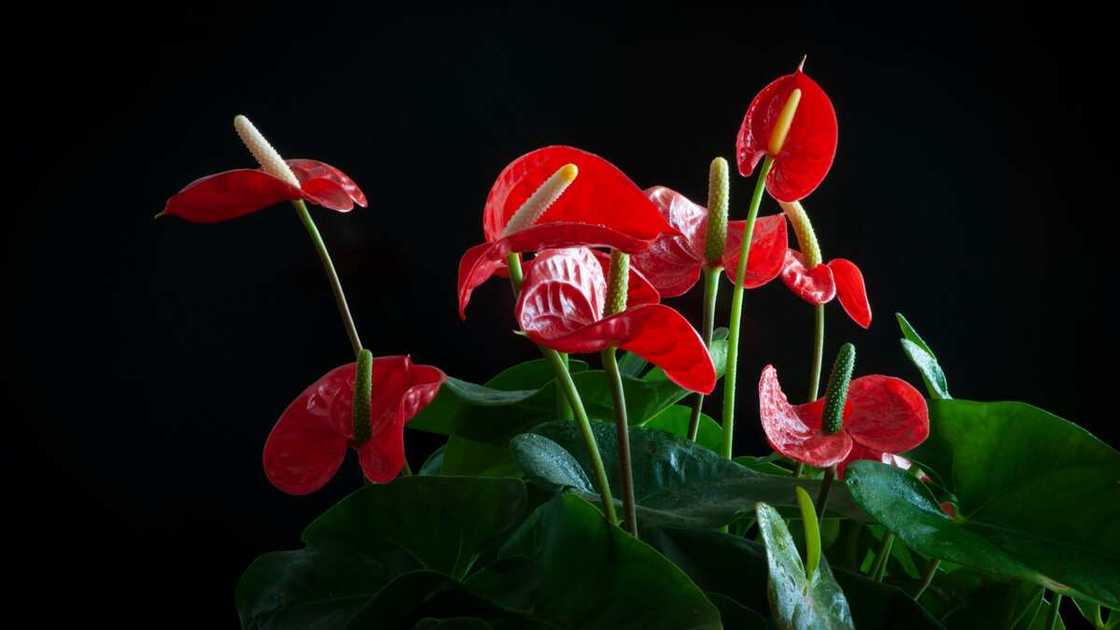 Close-up of red anthurium flower against black background Close-up of red anthurium flower against black background