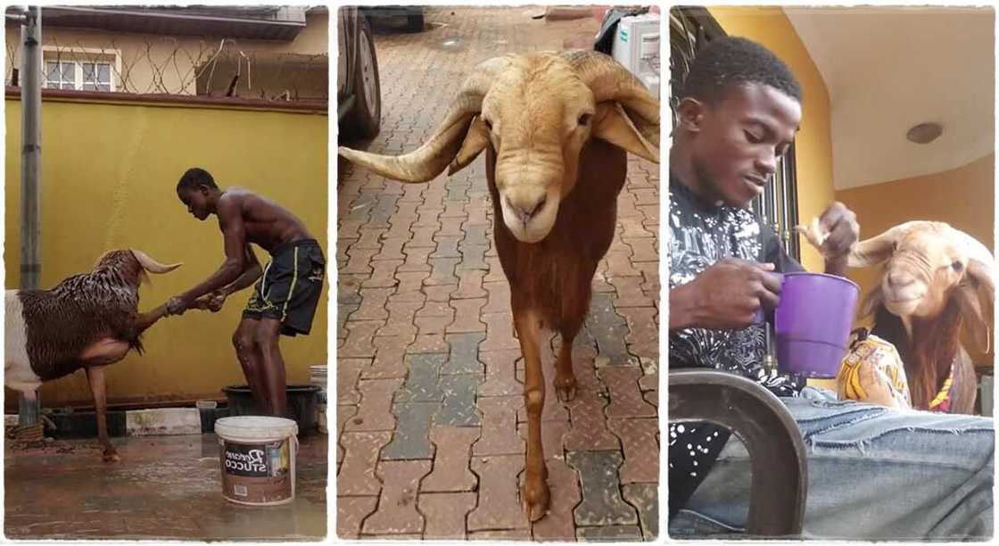 Photos of a man petting his ram.