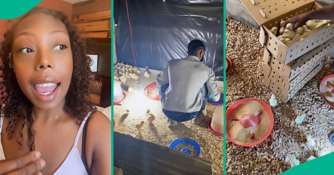 Poultry farming in Ghana/Poultry business in Africa Poultry farming in Ghana/Poultry business in Africa