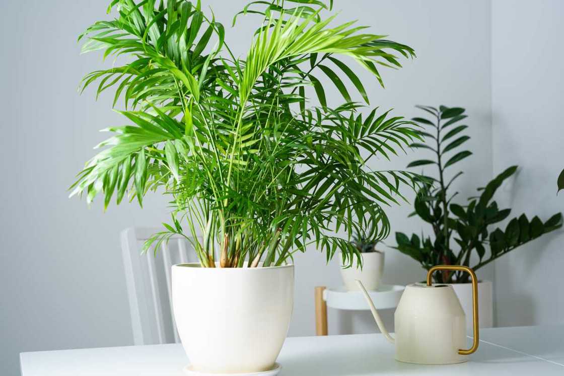 outdoor plants that don't need sunlight outdoor plants that don't need sunlight