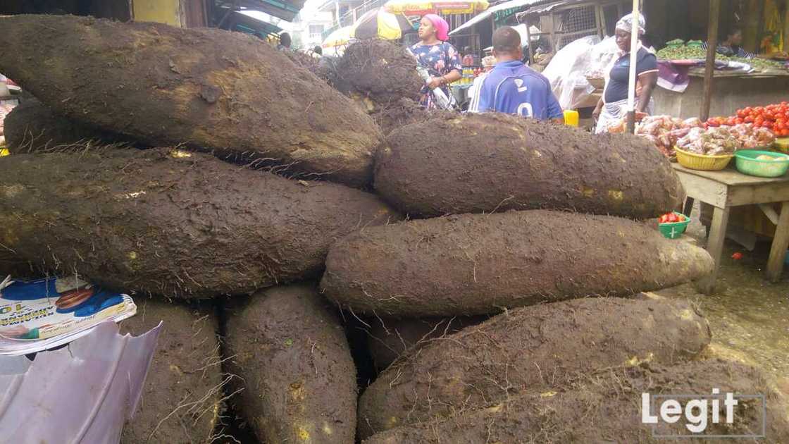 New Yam. New Yam.