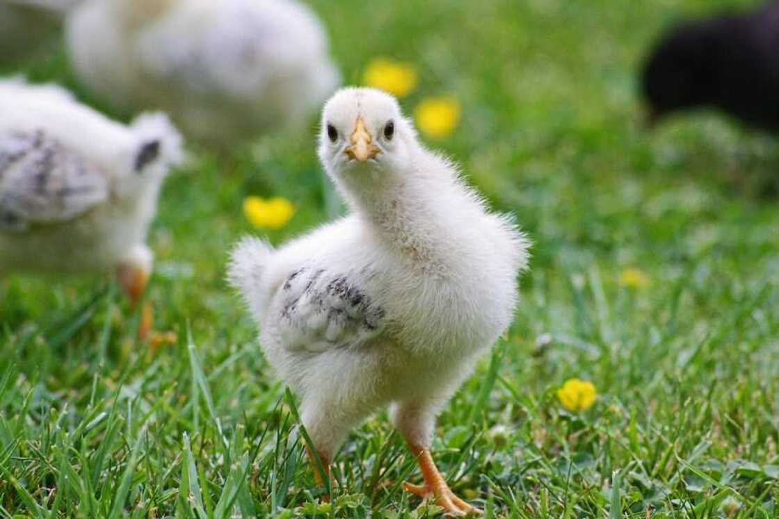 Find out how to invest in agriculture in Nigeria Find out how to invest in agriculture in Nigeria