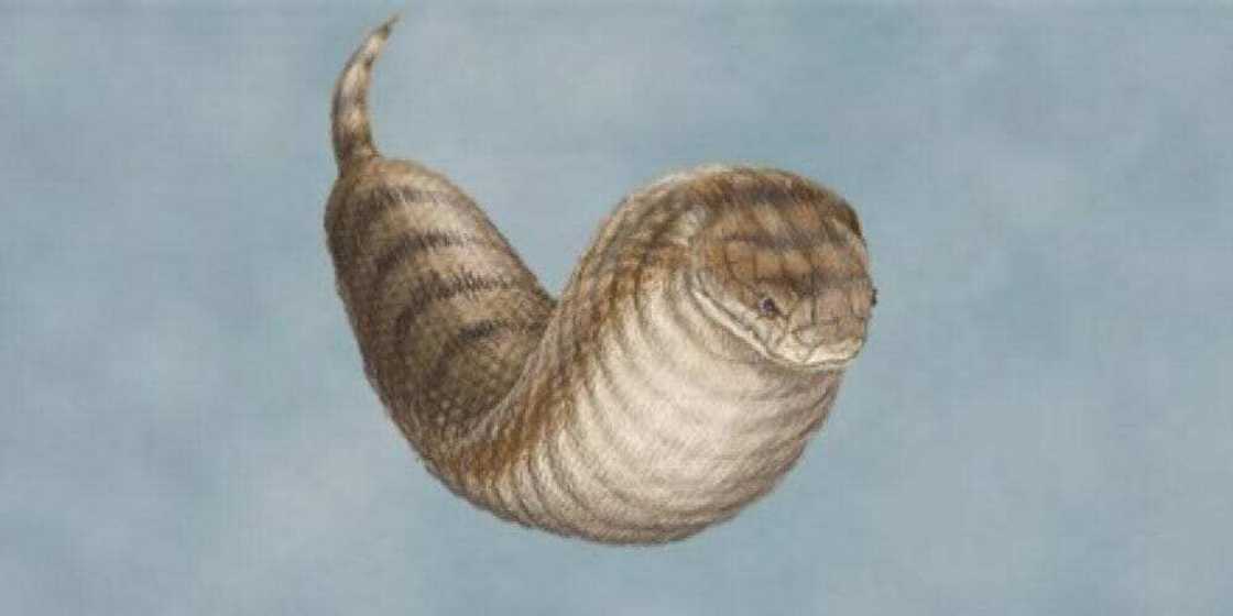 japanese snake cryptid japanese snake cryptid