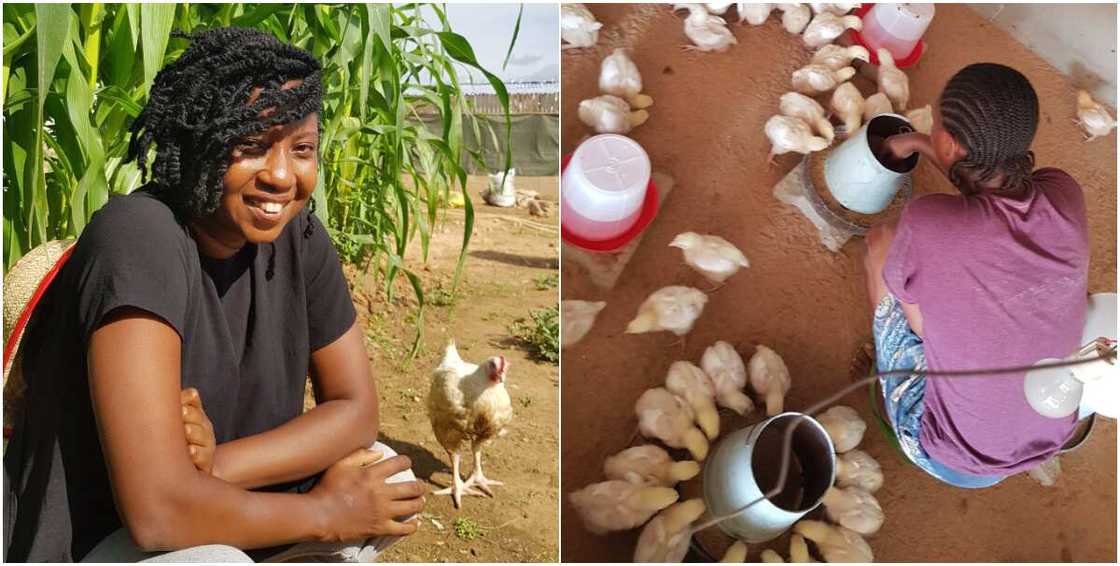 Nigerian lady builds successful poultry, shares secrets on social media Nigerian lady builds successful poultry, shares secrets on social media