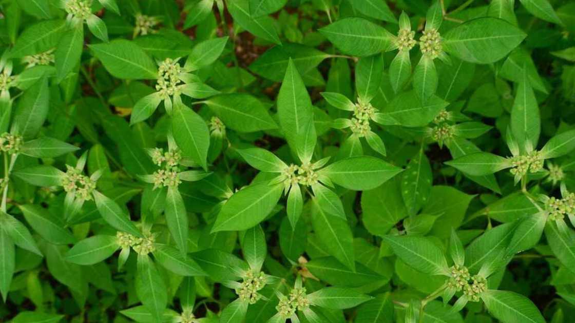 A close-up picture of Euphorbia heterophylla