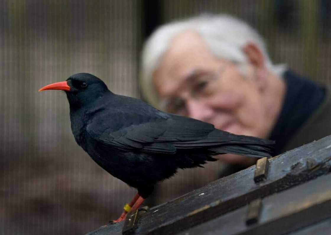 smartest pet birds