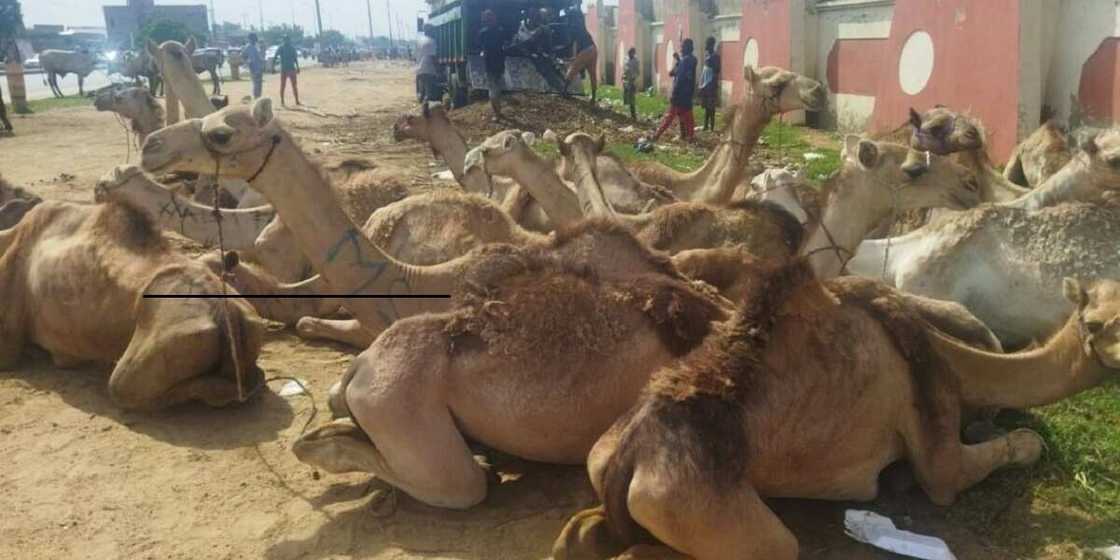 Rakuma a Kano Rakuma a Kano