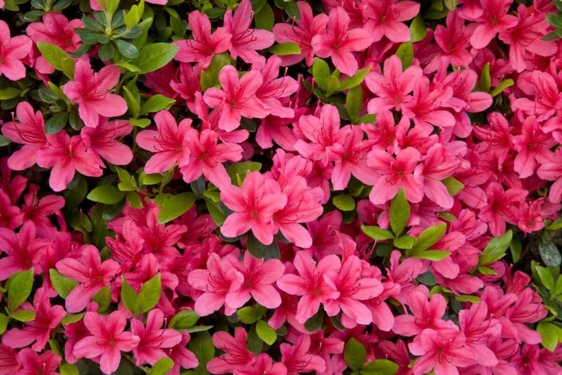 Azalea flowers