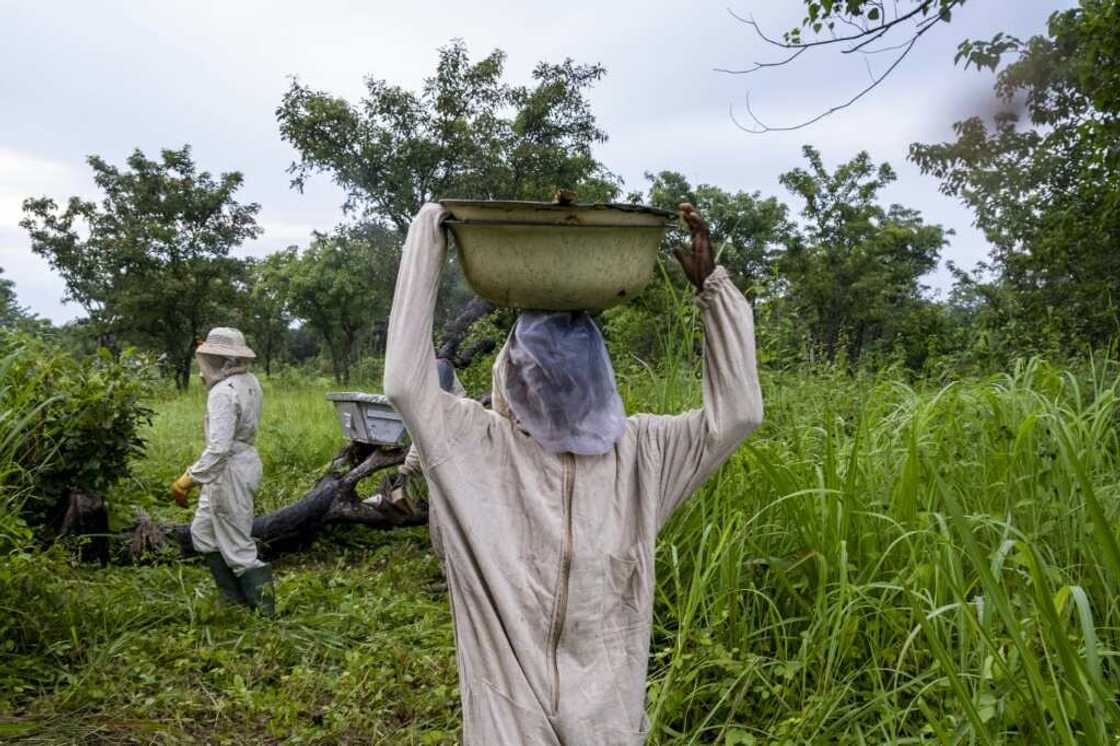 The town of Bossangoa in northwestern Central African Republic is known for its fragrant honey