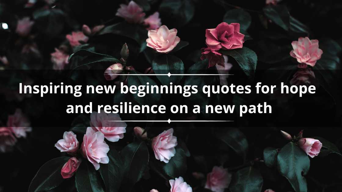 New beginnings quotes