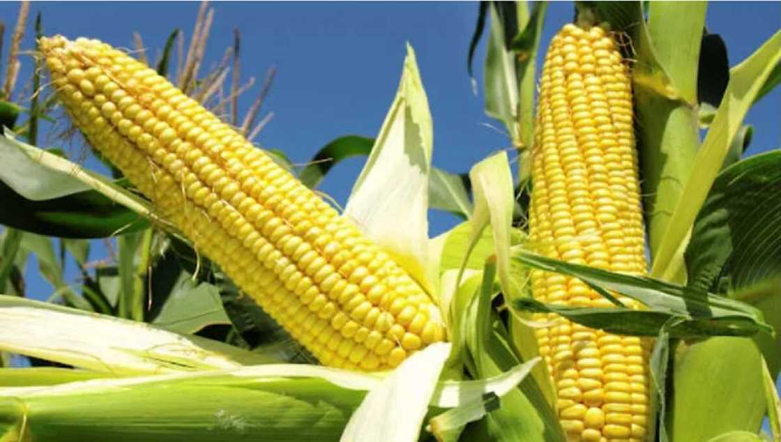 Alƙali ya bada umurnin a bawa lebura masauki a gidan ɗan kande kan satar masara na N63,000 a wata gona Alƙali ya bada umurnin a bawa lebura masauki a gidan ɗan kande kan satar masara na N63,000 a wata gona