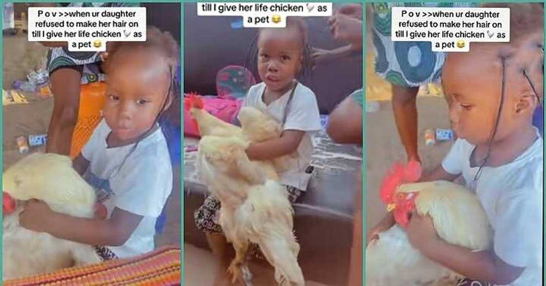 Little girl pampers live chicken in trending video Little girl pampers live chicken in trending video