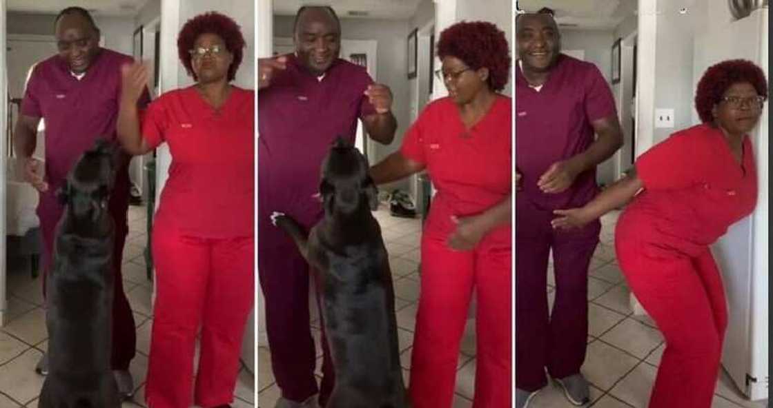 Black dog enters dance as husband and wife do TikTok video.