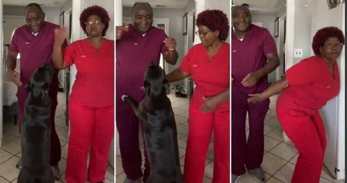 Black dog enters dance as husband and wife do TikTok video. Black dog enters dance as husband and wife do TikTok video.
