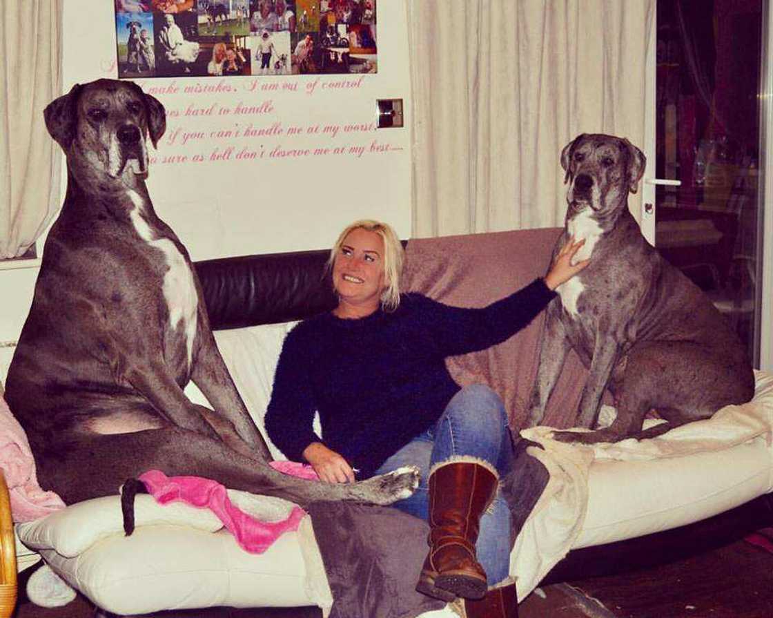 Biggest dog in the world Biggest dog in the world