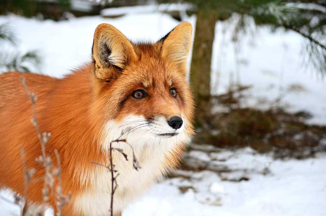 Cute fox names Cute fox names