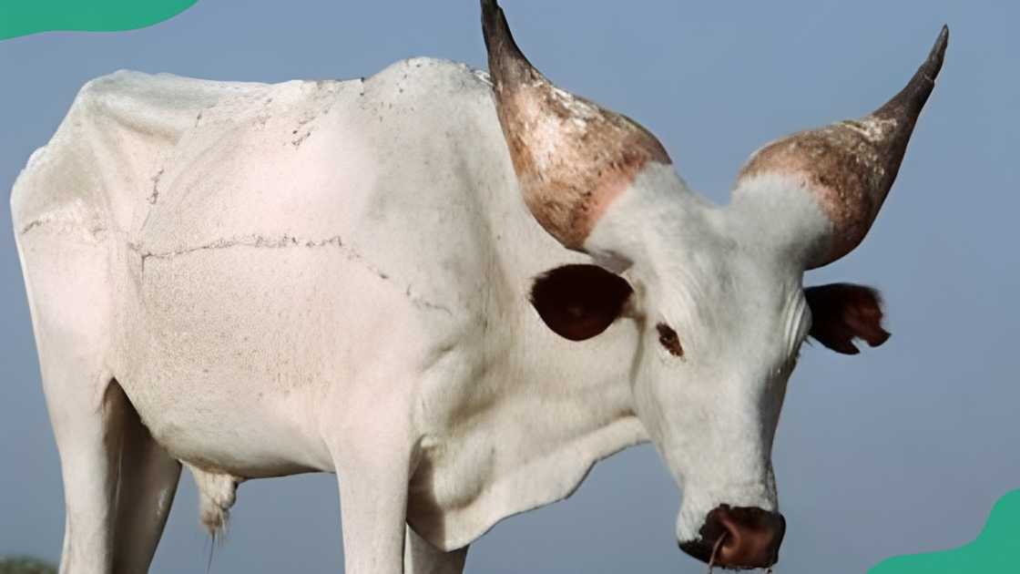 Kuri cattle breed