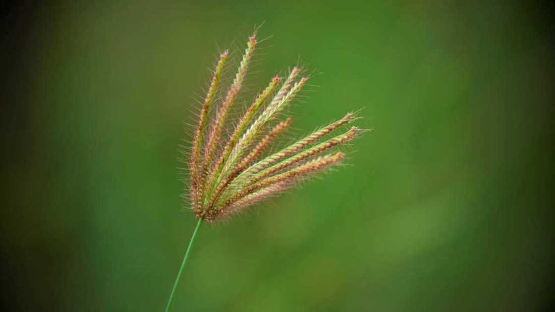 A close-up picture of Cyperus rotundus