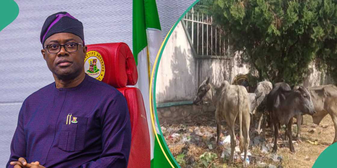 Seyi Makinde and seized cattles Seyi Makinde and seized cattles