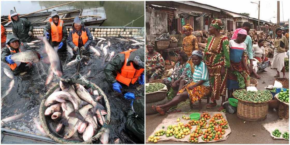 Agric Sector Contribution to Nigerian Economy Rises, Fish, Crop Businesses Lead Agric Sector Contribution to Nigerian Economy Rises, Fish, Crop Businesses Lead