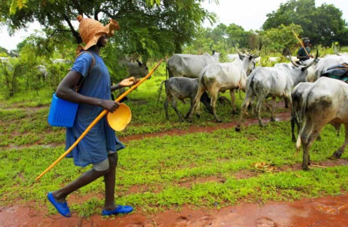 Cattle movement fuelling herders/farmers crisis, says Osun senator Cattle movement fuelling herders/farmers crisis, says Osun senator