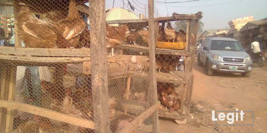 Live chicken on display at a market in Abuja. Photot credit: Esther Odili