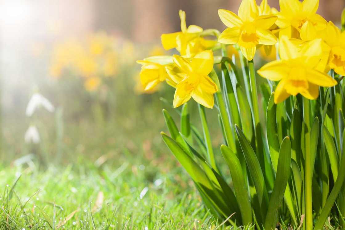 Yellow daffodils in a garden