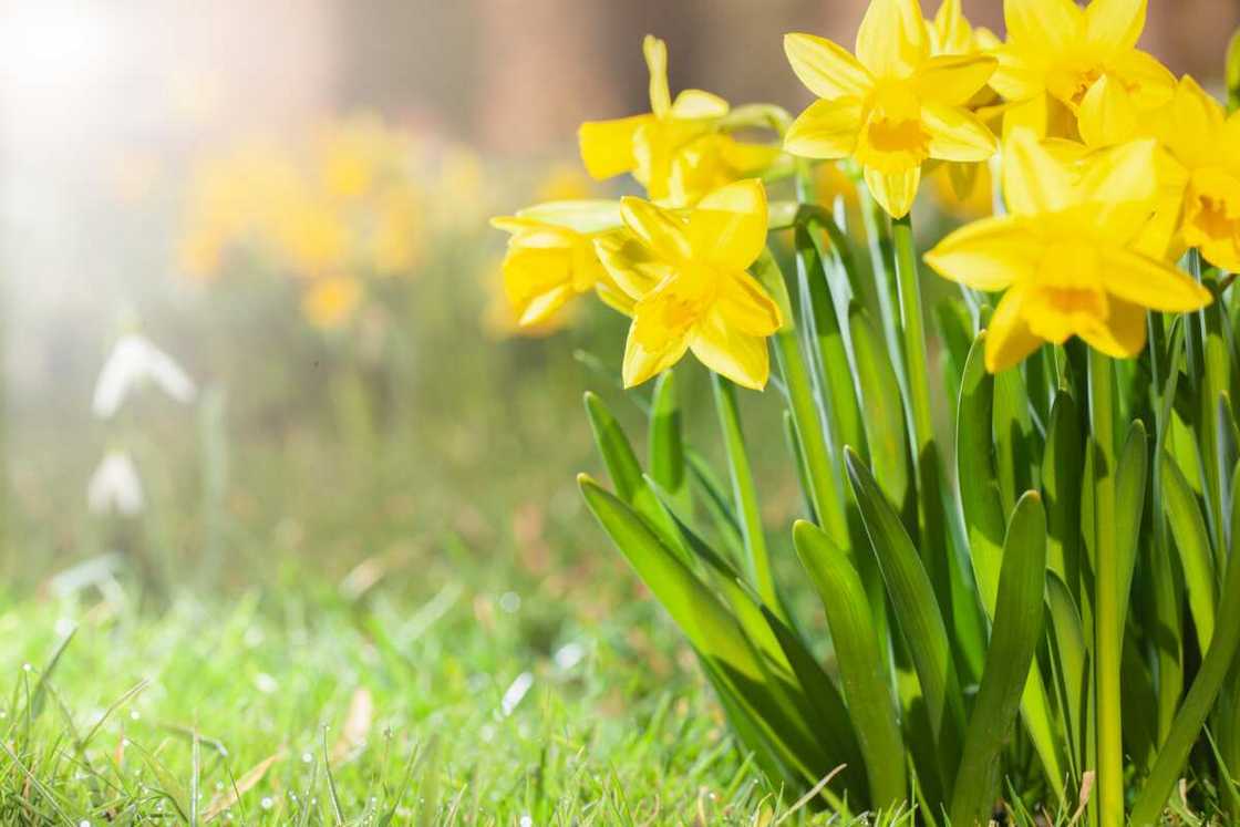 Yellow daffodils in a garden Yellow daffodils in a garden