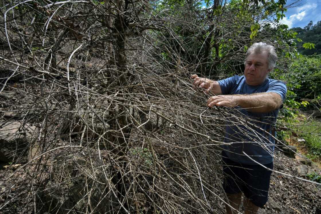 Moacir Donizetti lost acres of coffee crop amid a drought-fueled fire last year Moacir Donizetti lost acres of coffee crop amid a drought-fueled fire last year