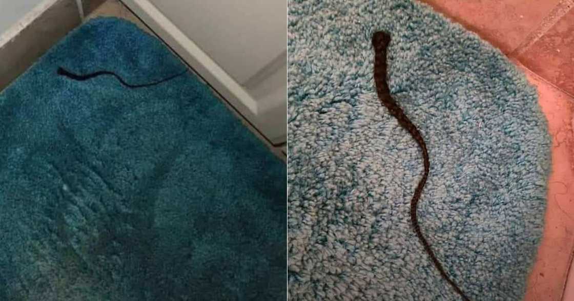 Man scared awake by wife’s braid, snake, social media Man scared awake by wife’s braid, snake, social media
