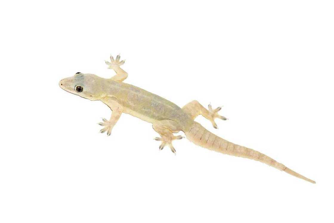 How to get rid of lizards How to get rid of lizards