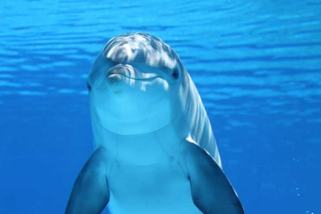 Cute dolphin underwater