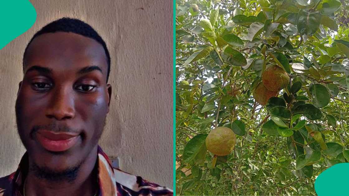 Man regrets planting orange during lockdown. Man regrets planting orange during lockdown.