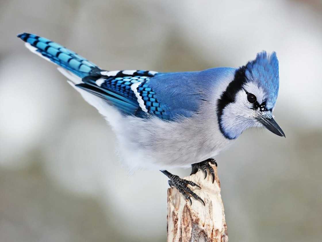 What do birds symbolize in culture? What do birds symbolize in culture?
