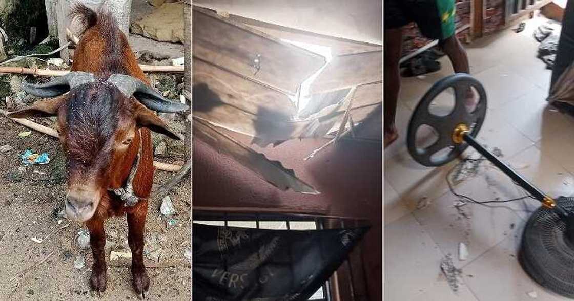 Lady cries out as goat falls from her ceiling Lady cries out as goat falls from her ceiling