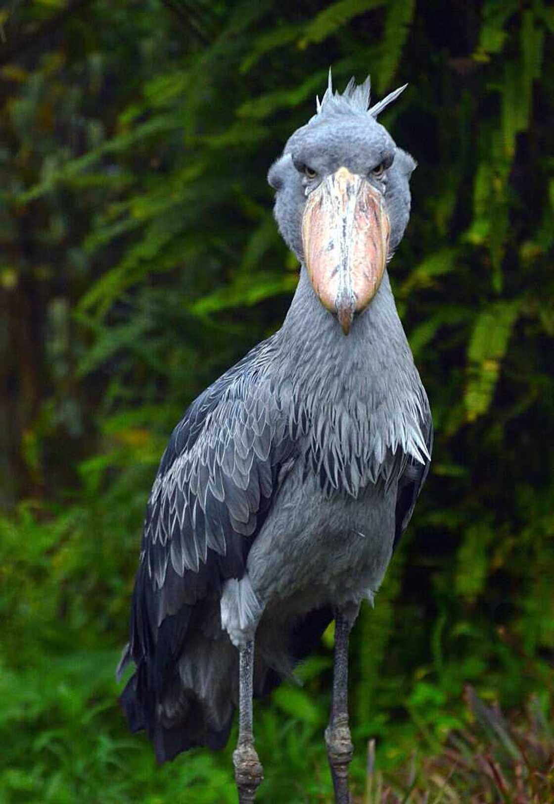 Creepiest animals Creepiest animals