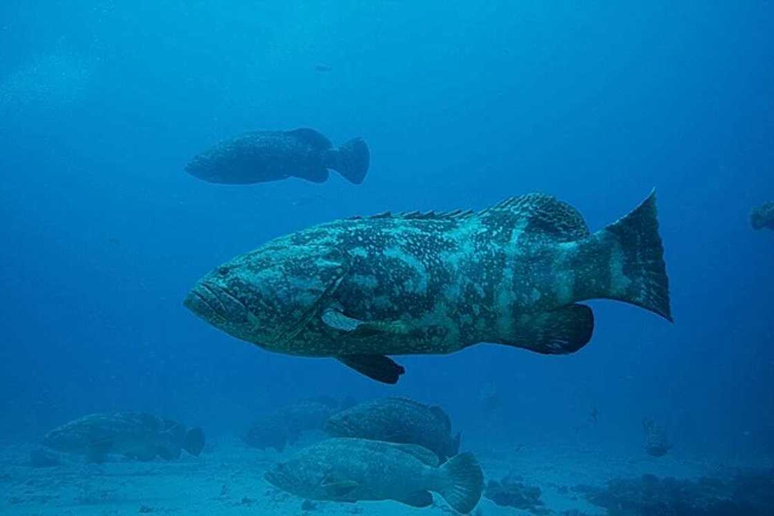 China, Grouper, Taiwan, fish