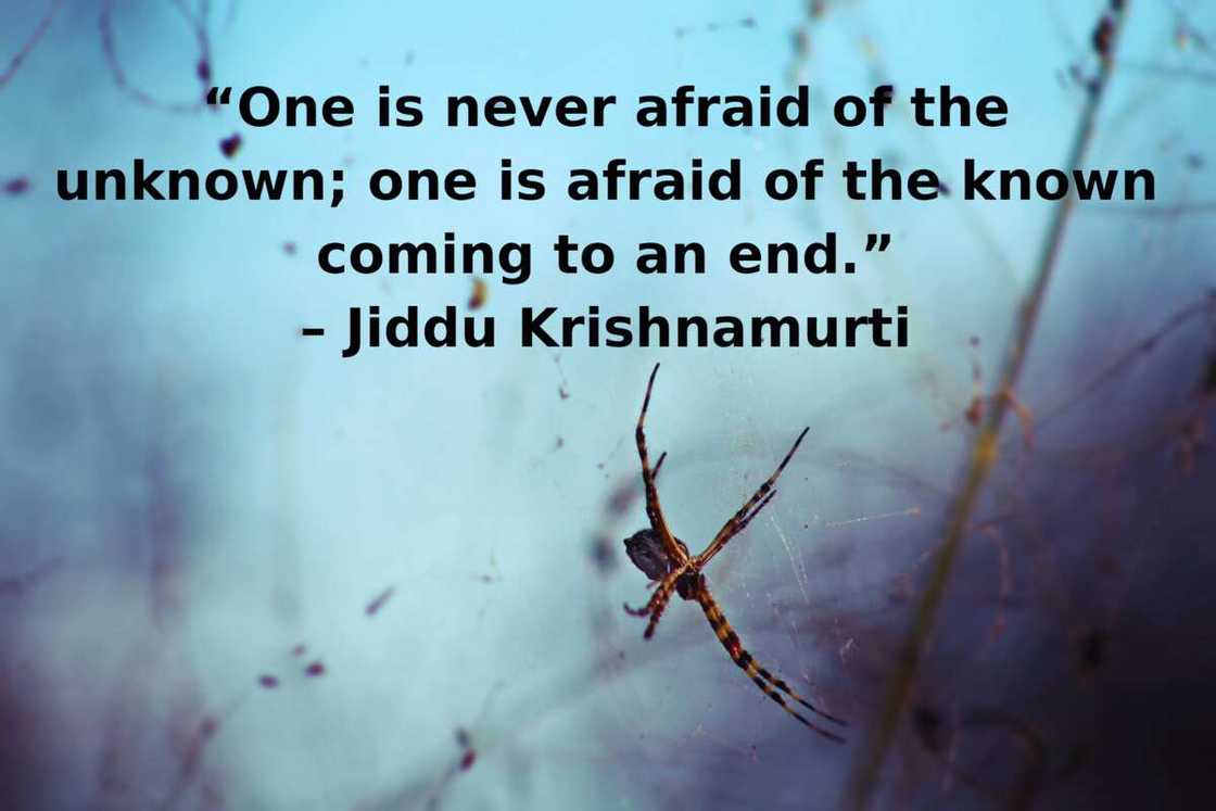 Quotes on fear Quotes on fear