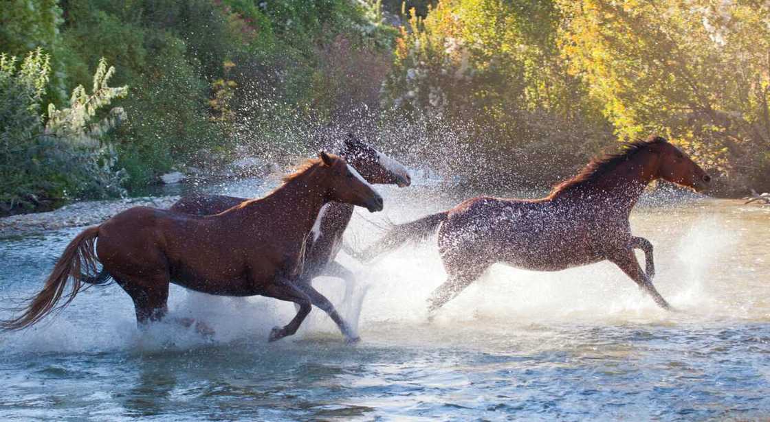 The fastest animal on land The fastest animal on land