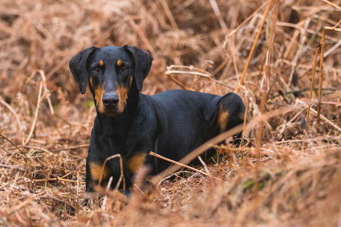 A short-coated-black-and-brown-Doberman Pinscher on a dry grass field A short-coated-black-and-brown-Doberman Pinscher on a dry grass field